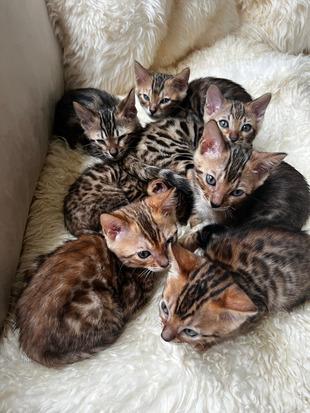 100% Raszuivere bengalse kittens met stamboom, Dieren en Toebehoren, Katten en Kittens | Overige Katten, Meerdere dieren