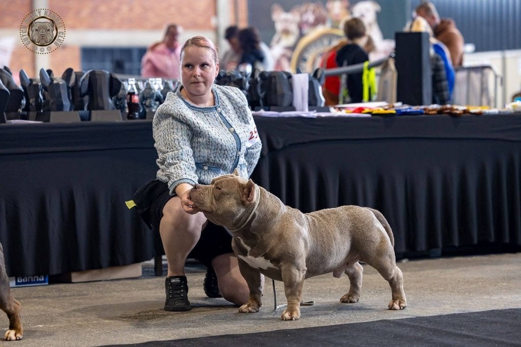American Bully dekreu, Dieren en Toebehoren, België, Fokker | Hobbymatig, Reu, 1 tot 2 jaar