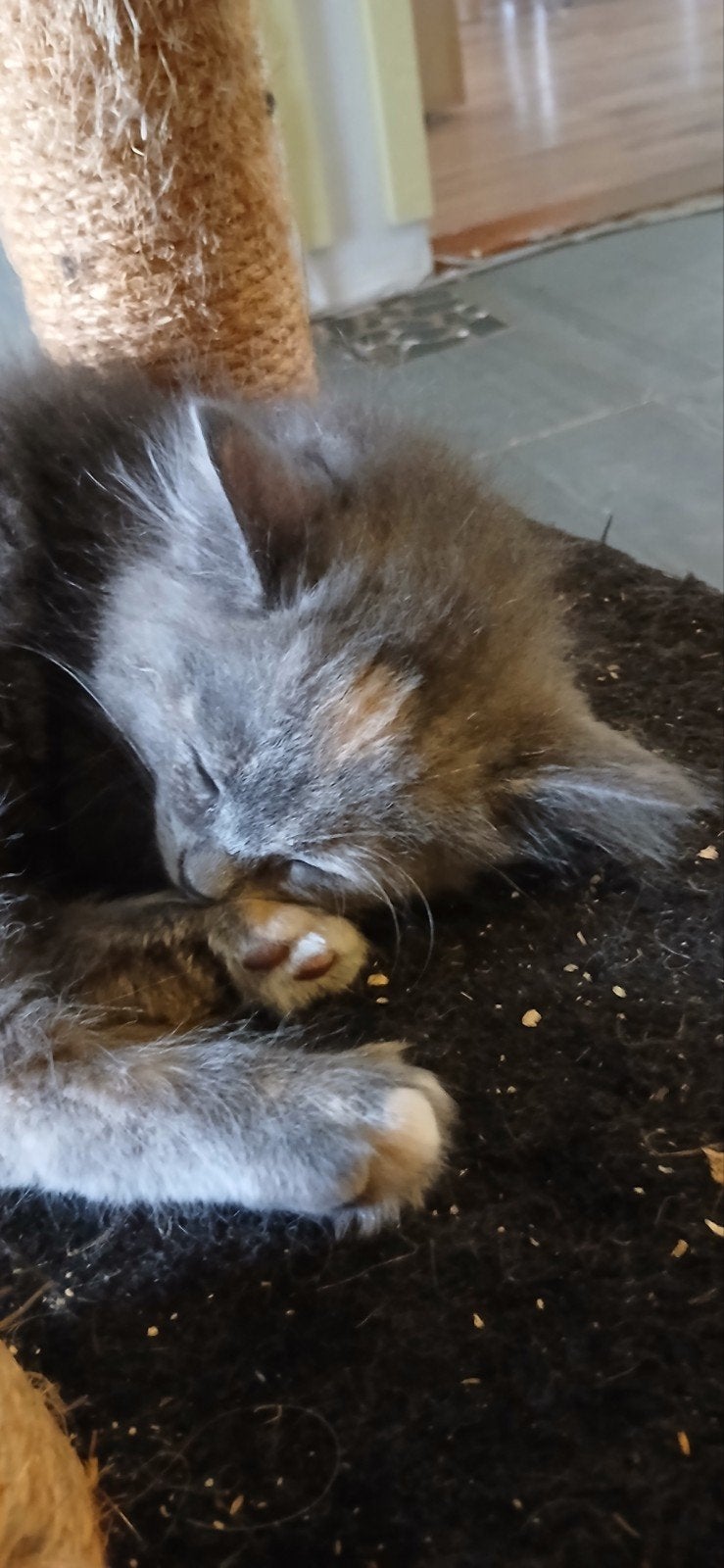 Ragdoll kittens te koop, Meerdere dieren, Gechipt