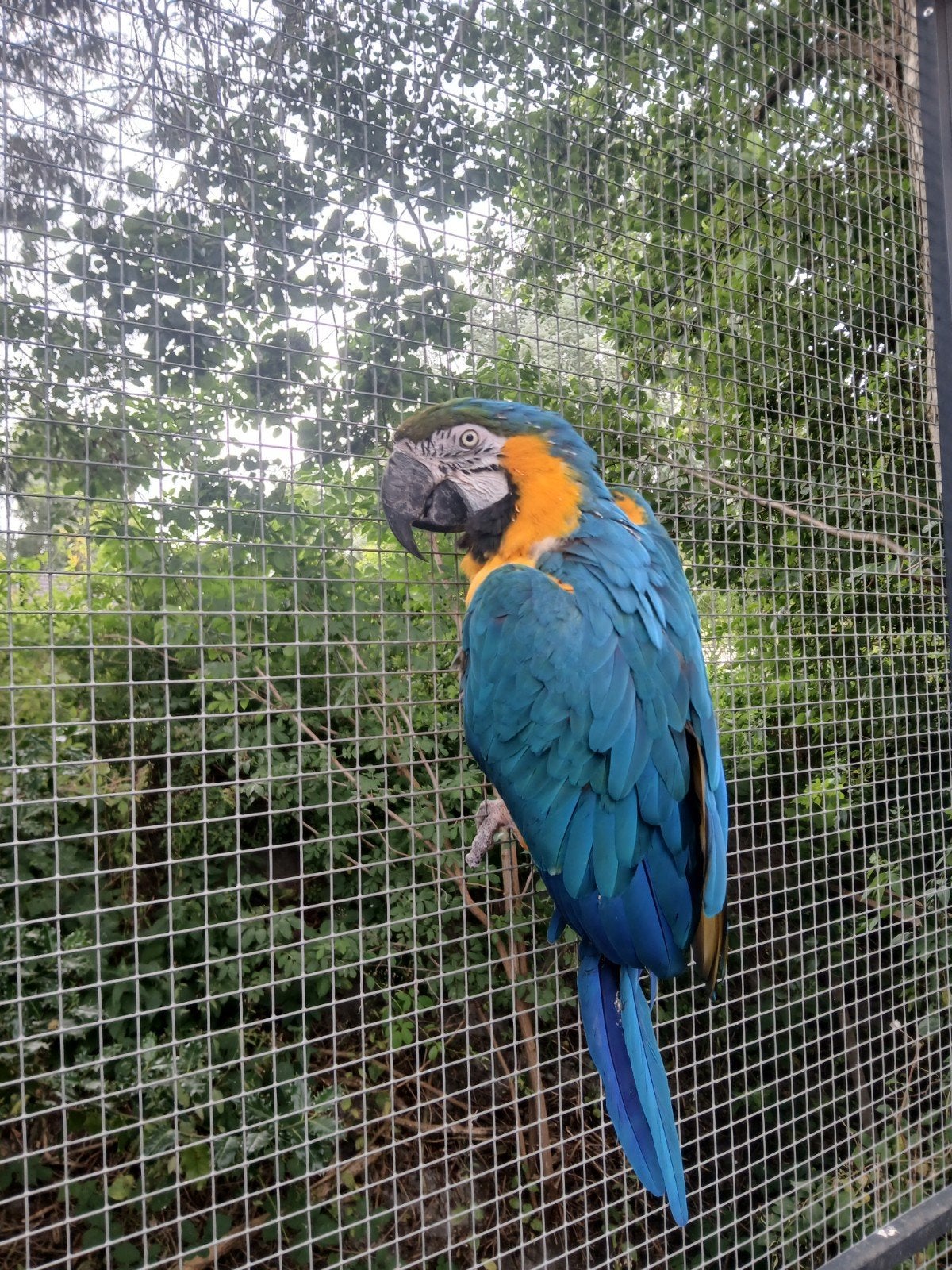 Blauw gele ara  overjarige man, Dieren en Toebehoren, Mannelijk, Papegaai