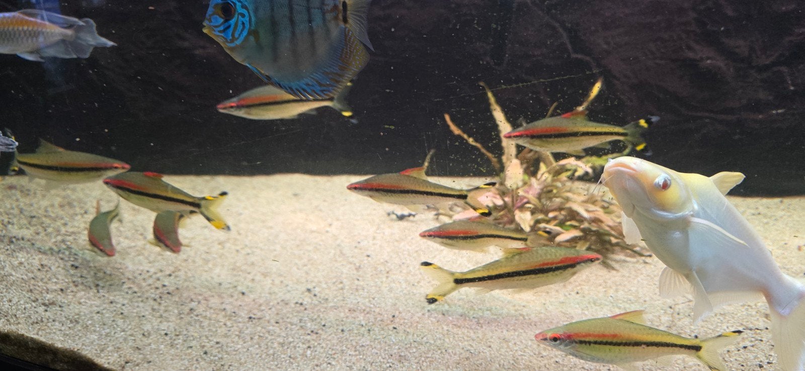 aquarium vissen, Dieren en Toebehoren, Vissen | Aquariumvissen, Vis