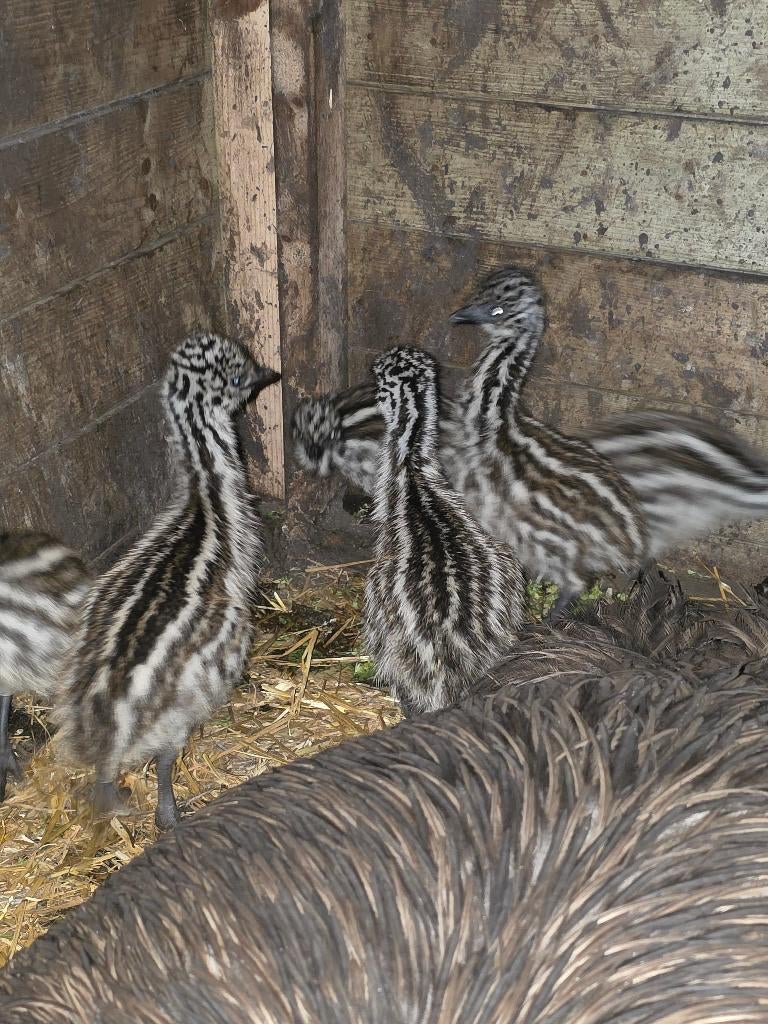 Emoe kuikens, Meerdere dieren, Overige soorten