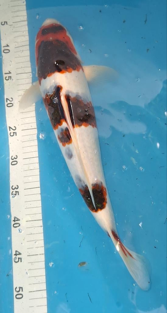 Ai/budo goromo, Karper of Koi