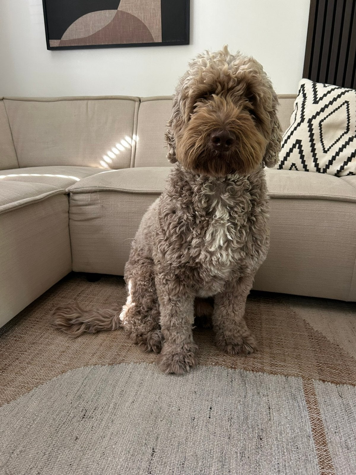 Labradoodle (medium) Max, Poedel, Reu, 1 tot 2 jaar, Parvo