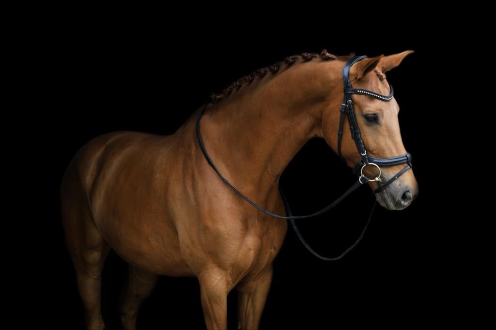 Knappe 10 jarige dressuurmerrie te koop, Dieren en Toebehoren, Paarden, Merrie, Dressuurpaard
