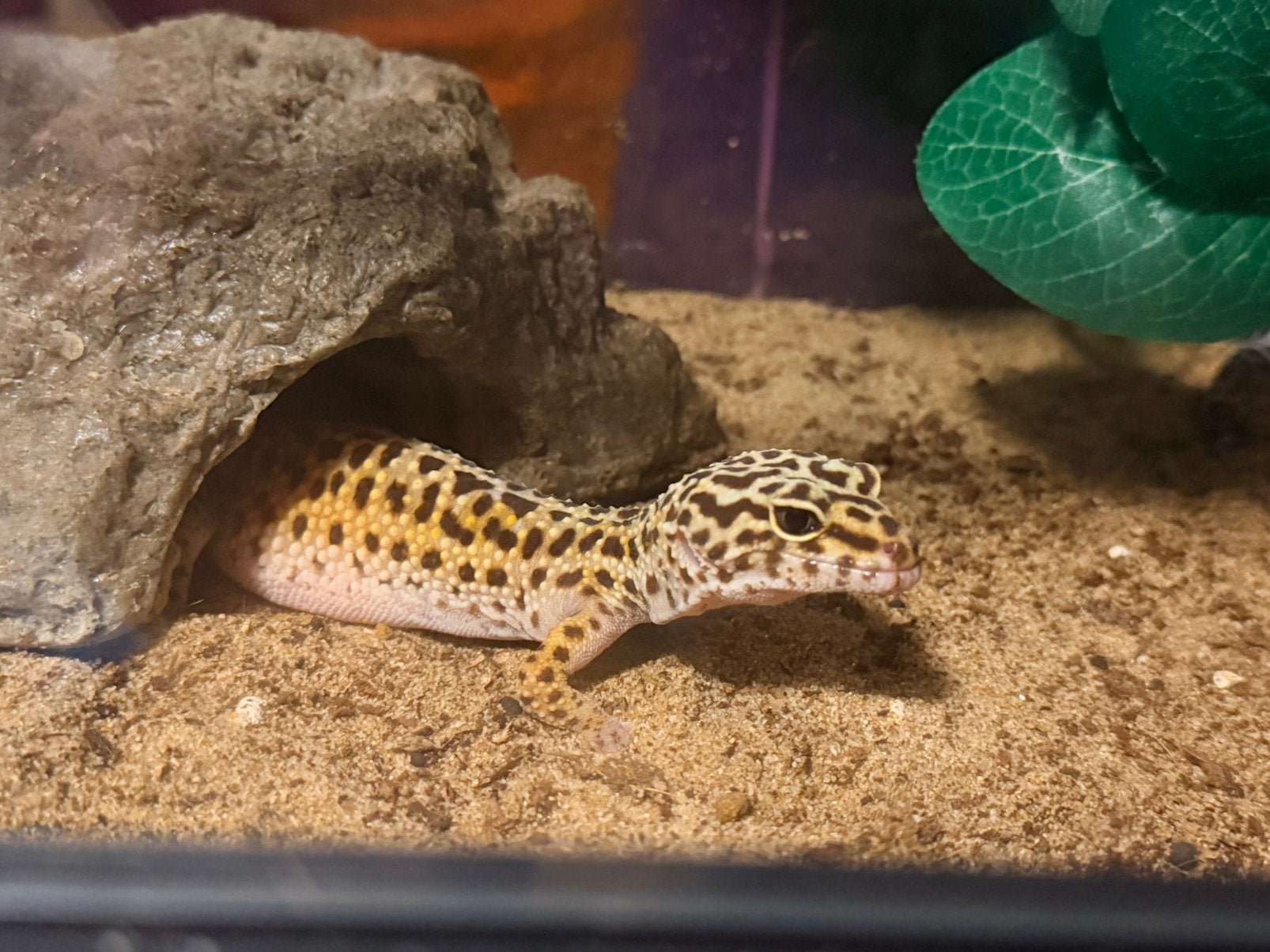 Koppel Luipaardgekko Leopard Gecko - unknown for sale from Little Jewels Pension & Salon