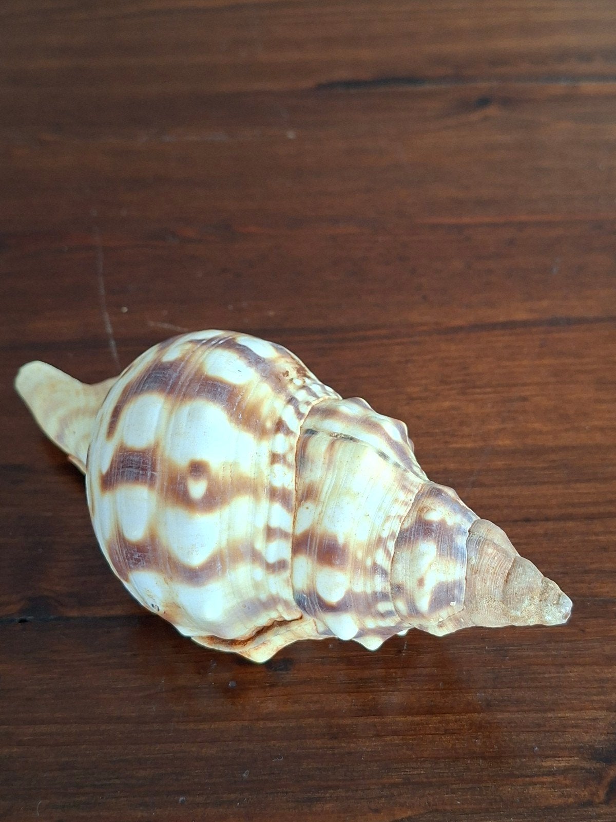 Decoratieve zeeschelp - Natuurlijke schoonheid, Verzamelen, Ophalen of Verzenden, Gebruikt