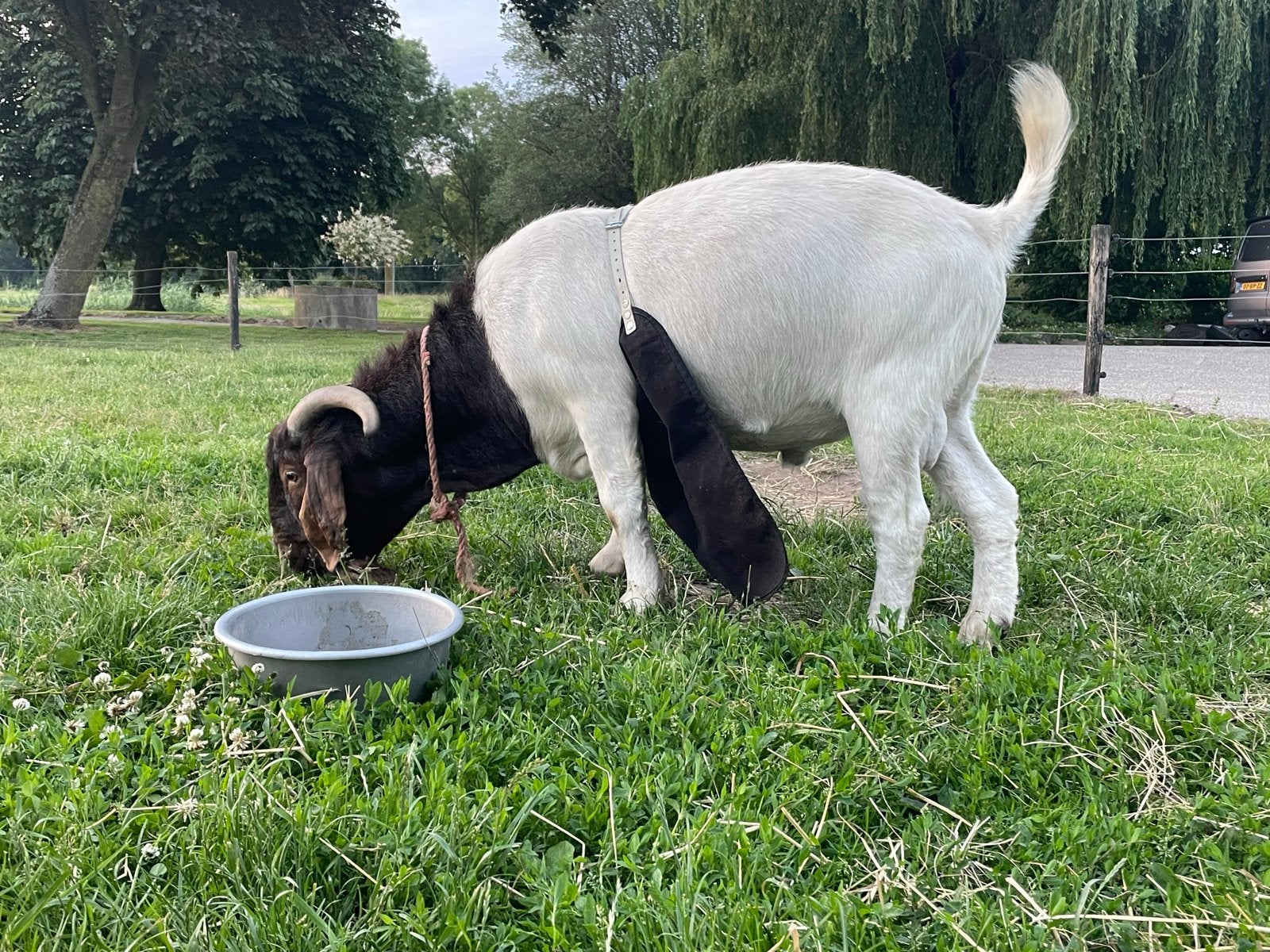 Boerget bok boerbok, Dieren en Toebehoren, Mannelijk, Geit