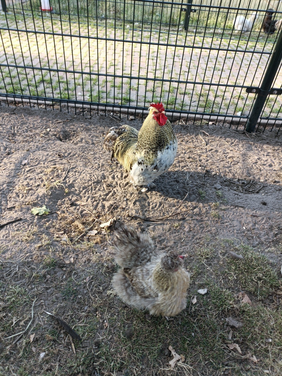 mooie haantjes, Dieren en Toebehoren, Pluimvee, Mannelijk, Kip