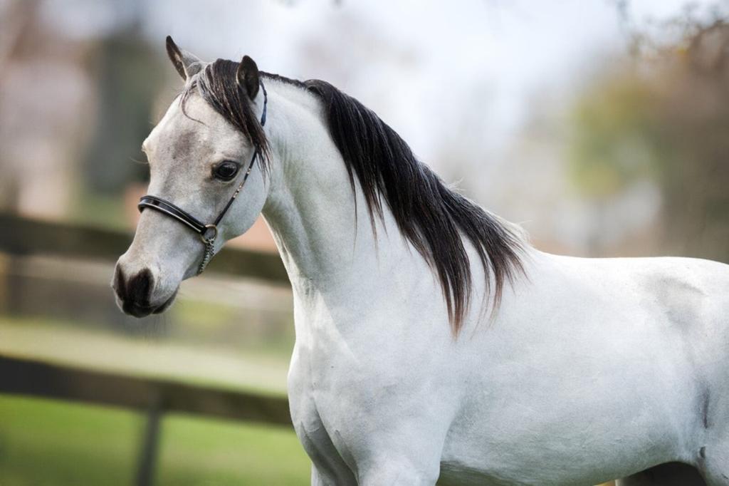 Prachtige goedgekeurde NMPRS en ASPC buckskin hengst te koop, Dieren en Toebehoren, Hengst