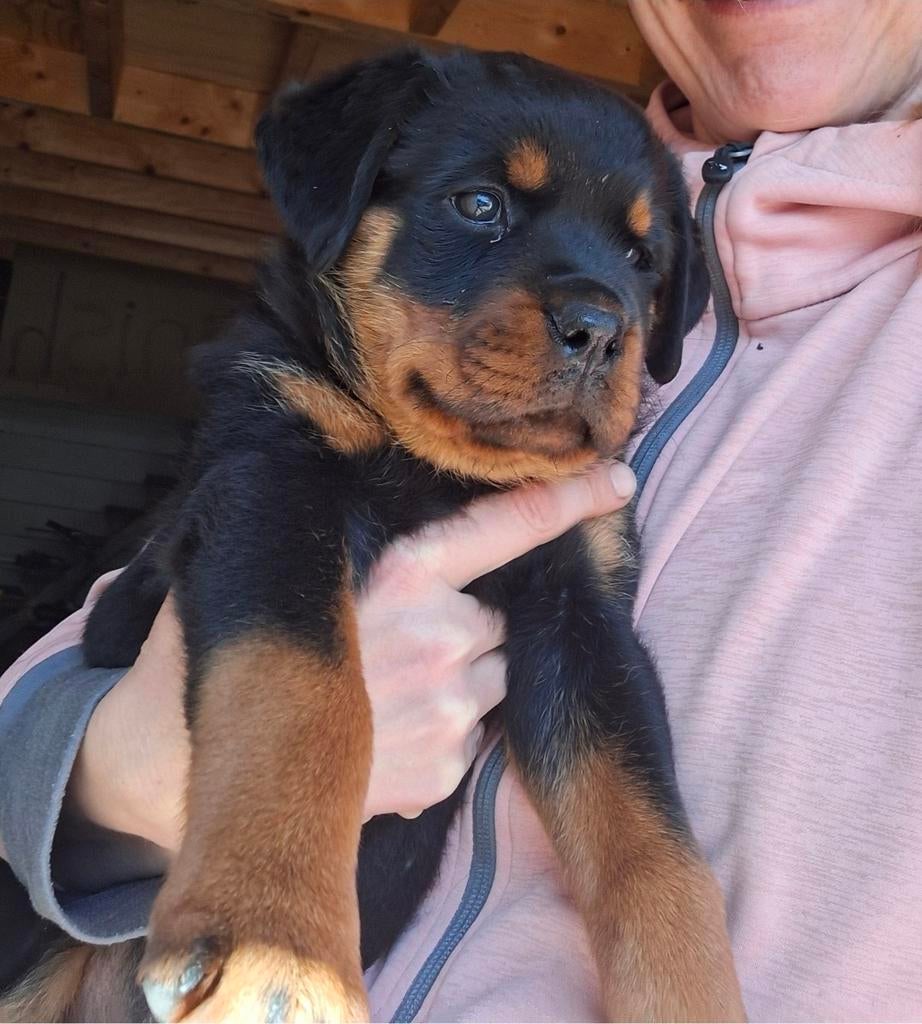 Mooie robuuste rotweiler teef pup, Overige rassen, 8 tot 15 weken, Teef, Eén hond