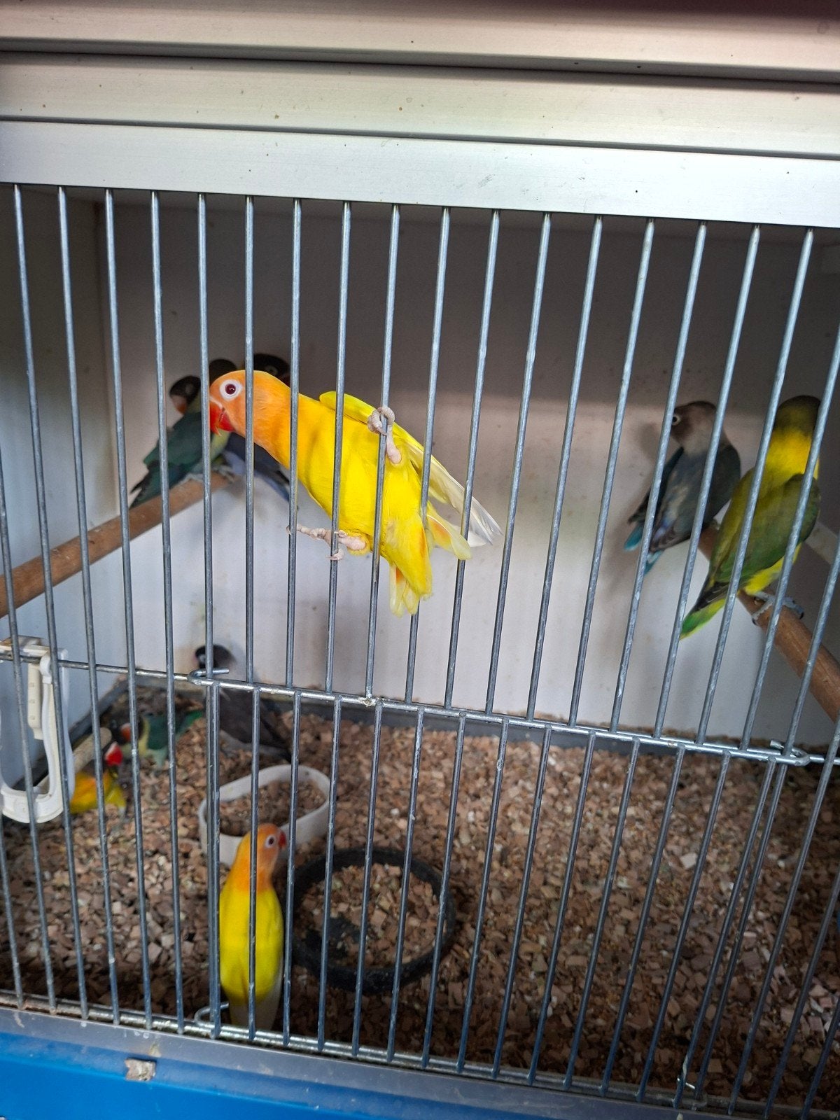11 mooie personata agapornissen, Dieren en Toebehoren, Vogels | Parkieten en Papegaaien, Meerdere dieren, Dwergpapegaai of Agapornis