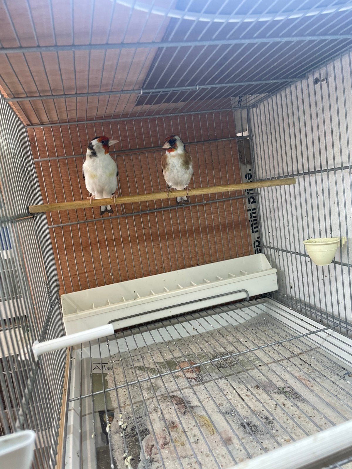 Majoor putter, Meerdere dieren, Wildzangvogel