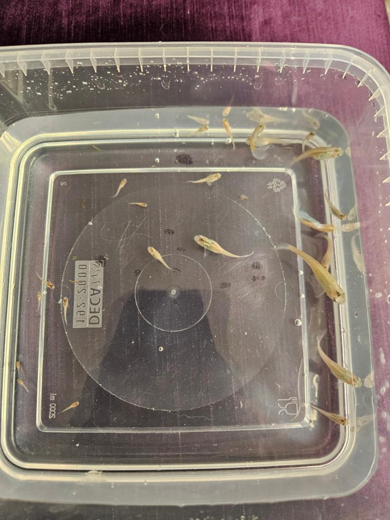 Guppies, Vis