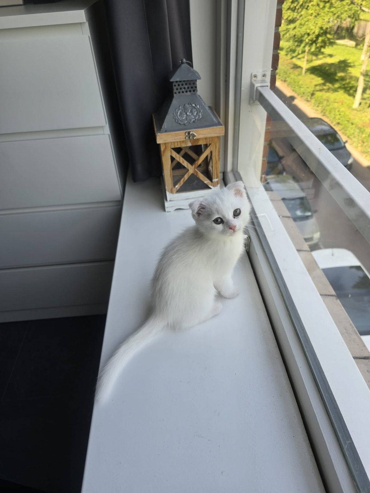 Katt meisje Scottish Fold met hem spullen, Ophalen, Nieuw, Overig