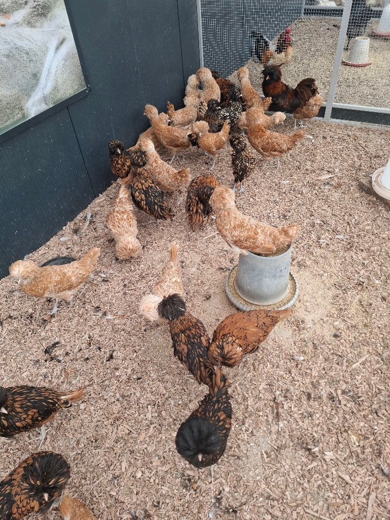 Padua hennen, ook krulveer, Vrouwelijk, Kip
