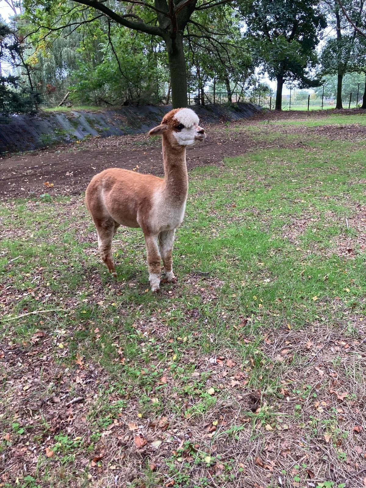Alpaca dekhengst  ruilen, Juni, Mannelijk