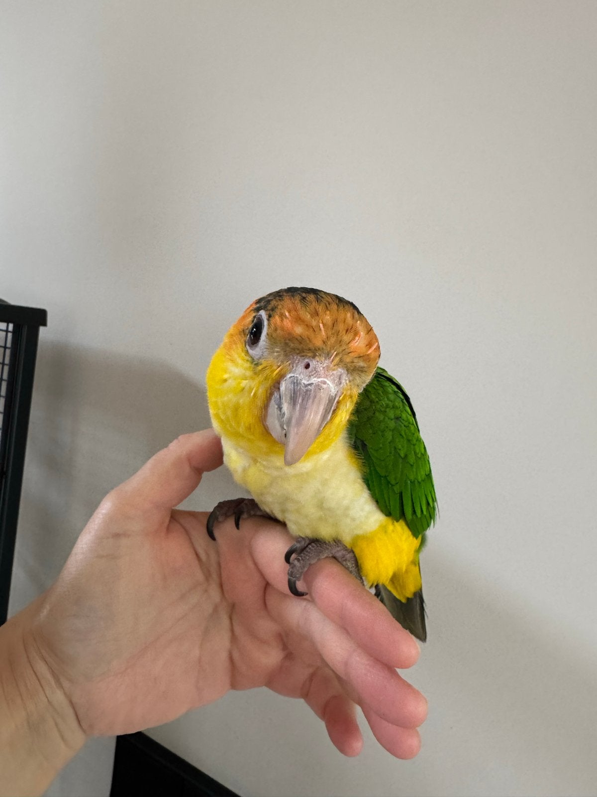Roestkop caique, Geslacht onbekend, Papegaai, Tam