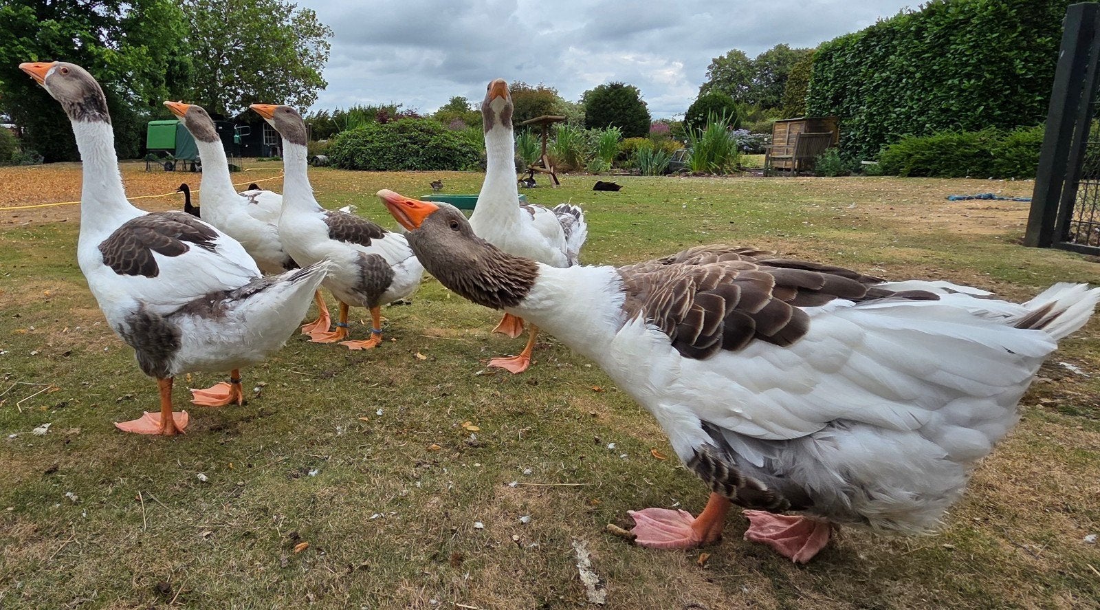 Jonge Twentse Landganzen, Geslacht onbekend, Gans of Zwaan