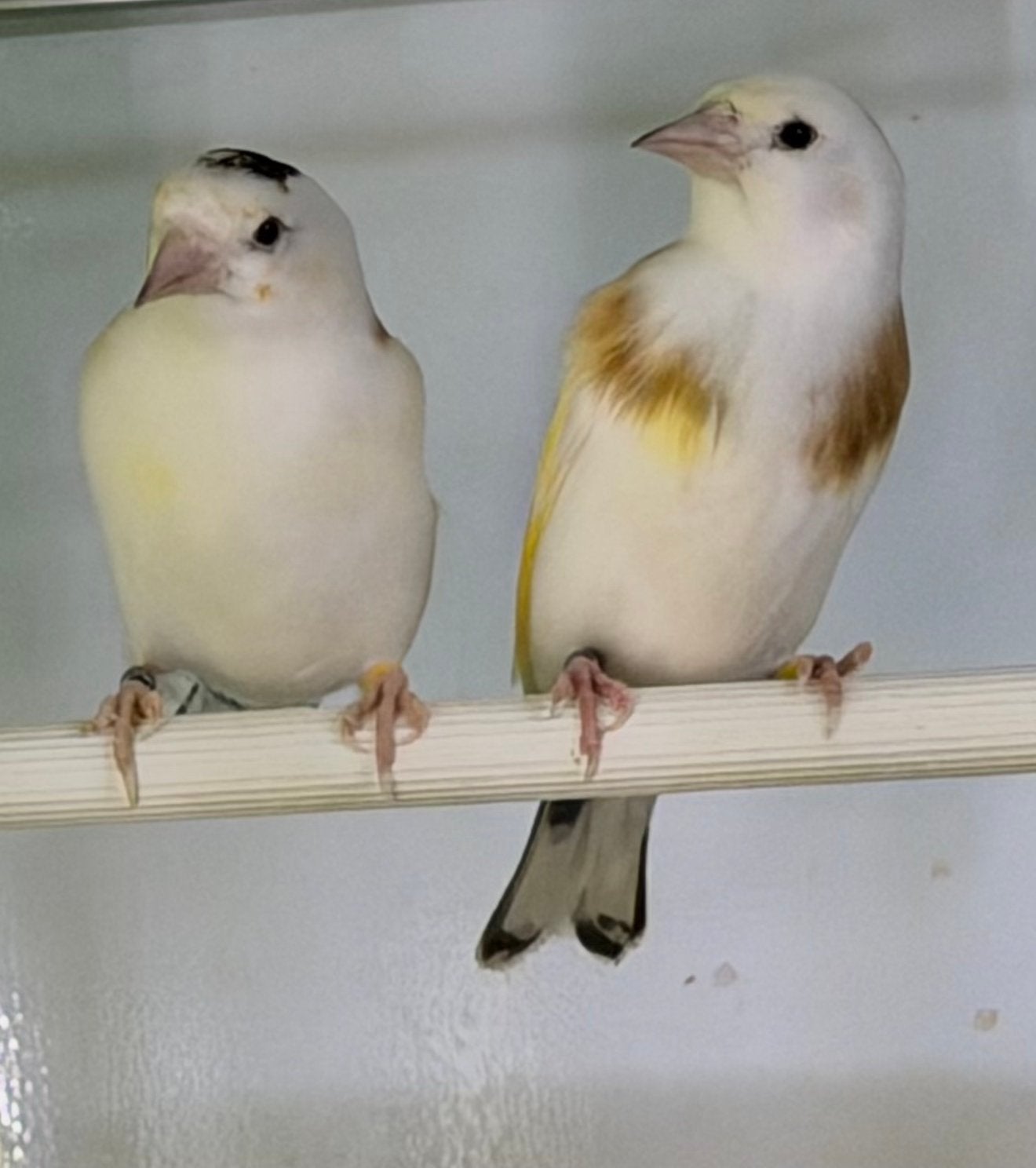 Major Putters Distelvink Poppen 2025, Dieren en Toebehoren, Vogels | Overige Vogels, Vrouwelijk, Wildzangvogel, Geringd