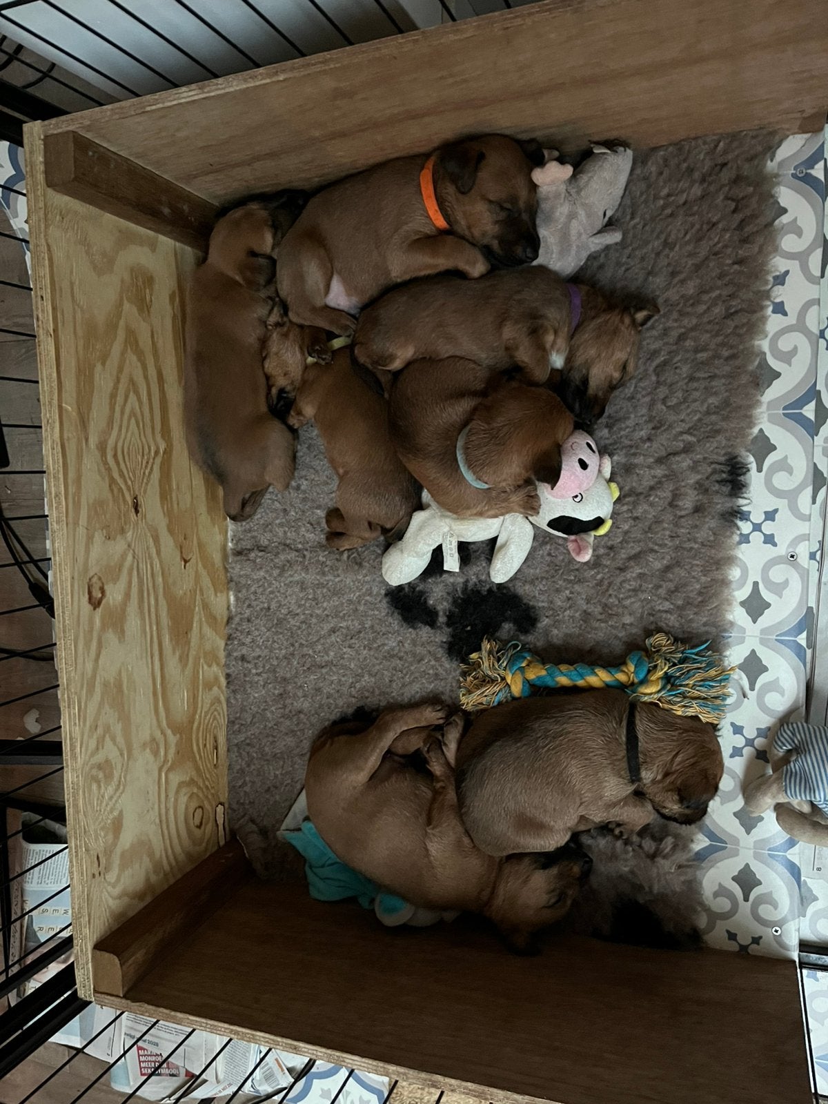 Pups Ierse terrier, Dieren en Toebehoren, Parvo, 8 tot 15 weken, Meerdere, Nederland