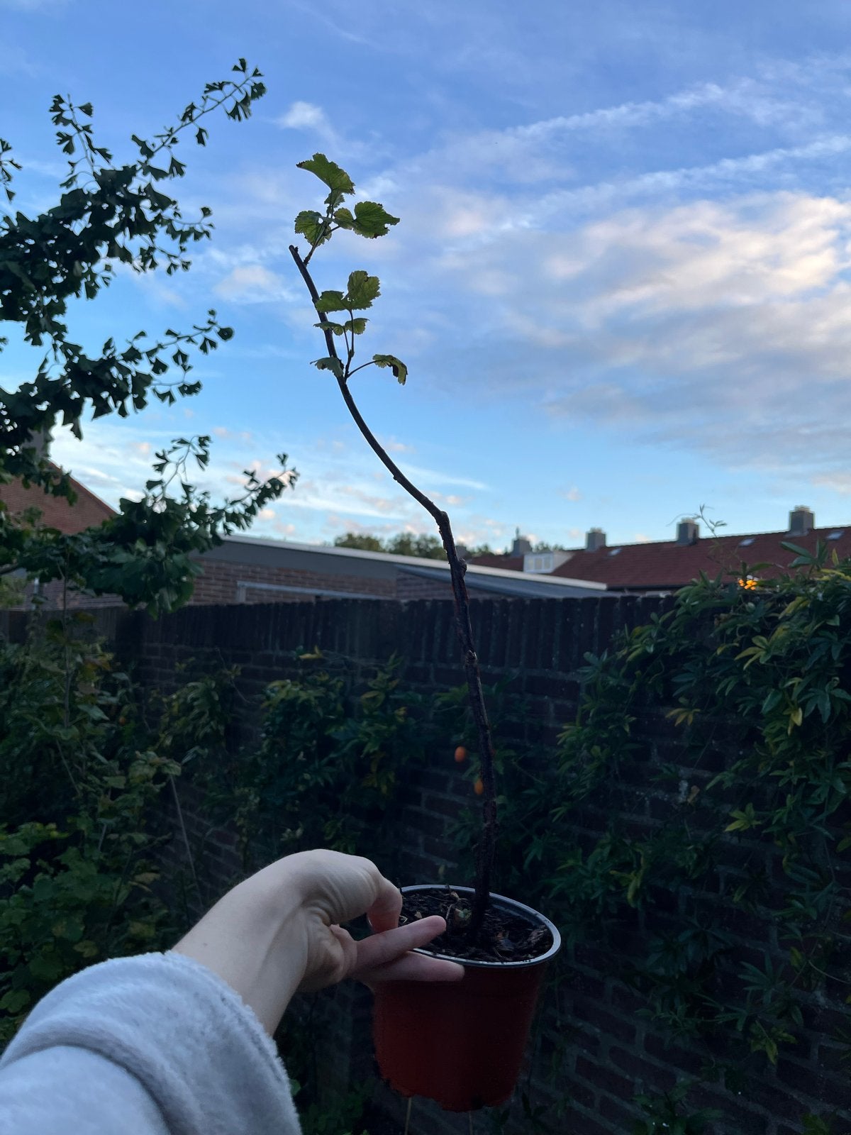 Rode Aalbes Plant - Jonge Ribes Rubrum voor Eigen Tuin, Ophalen, Volle zon, Vaste plant, Fruitplanten