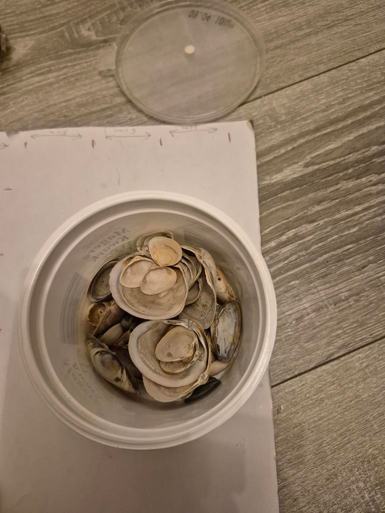 Verzameling schelpen in pot, Ophalen of Verzenden, Gebruikt