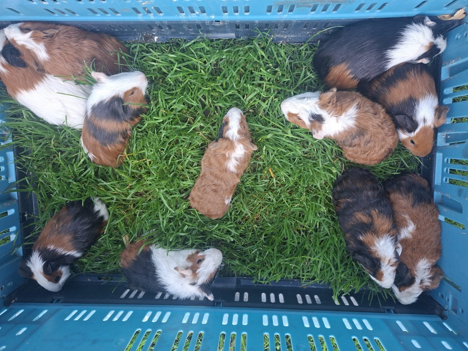 cavia's, Dieren en Toebehoren, Cavia, Meerdere dieren, Tam, September