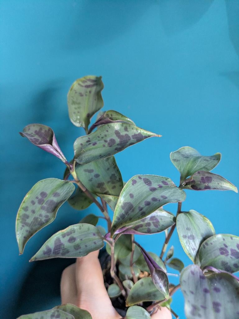 Tinantia pringlei stek, Ophalen of Verzenden, Halfschaduw, Minder dan 100 cm