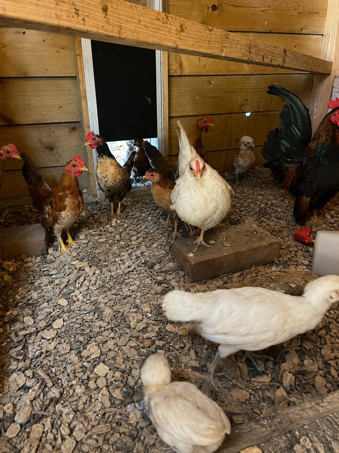 Serama en kuifhoender kuikens te koop, Dieren en Toebehoren, Pluimvee, Meerdere dieren, Kip
