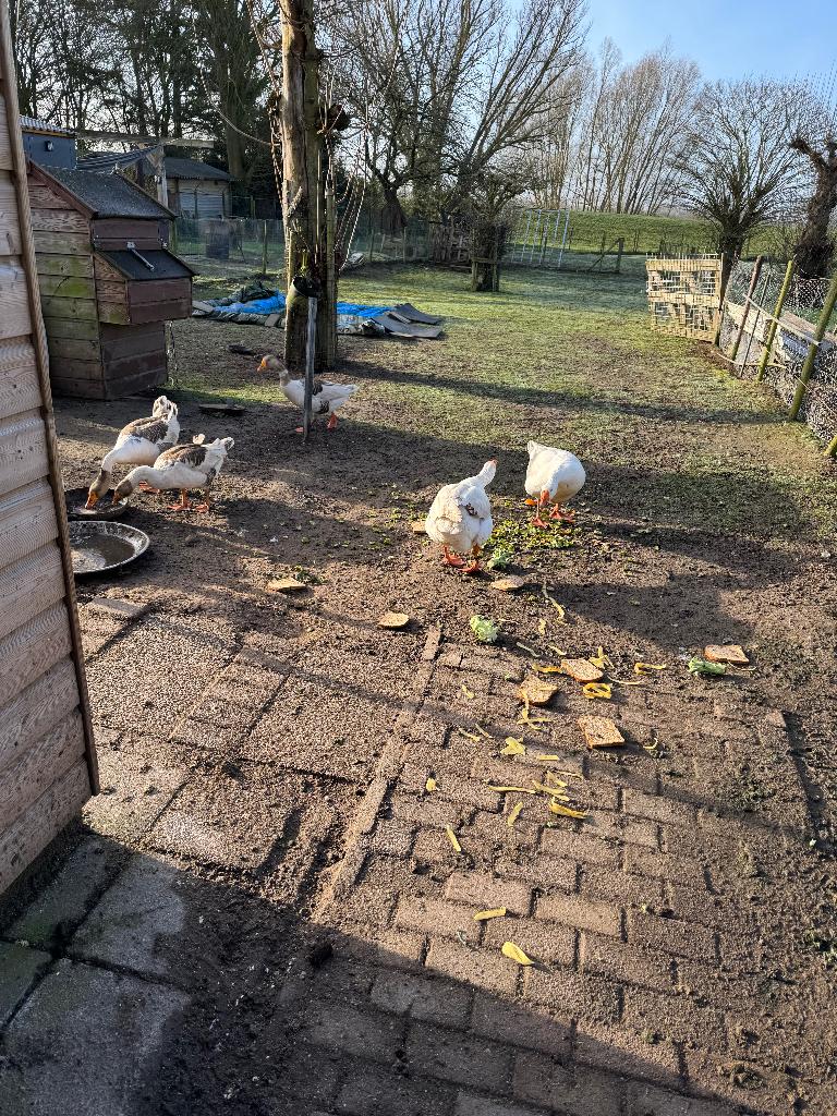 ganzen gans gansje, Dieren en Toebehoren, Pluimvee, Geslacht onbekend, Gans of Zwaan