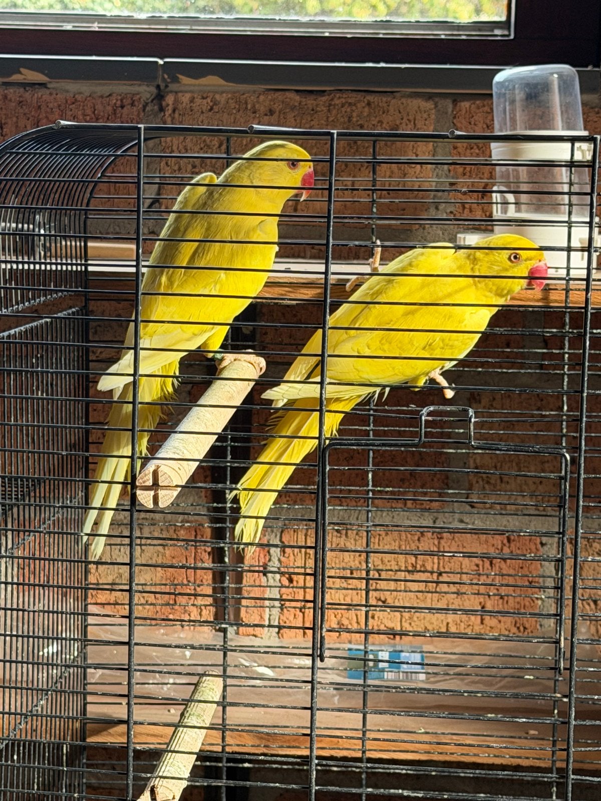 2 mooie halsband parkieten, Dieren en Toebehoren, Geslacht onbekend, Parkiet