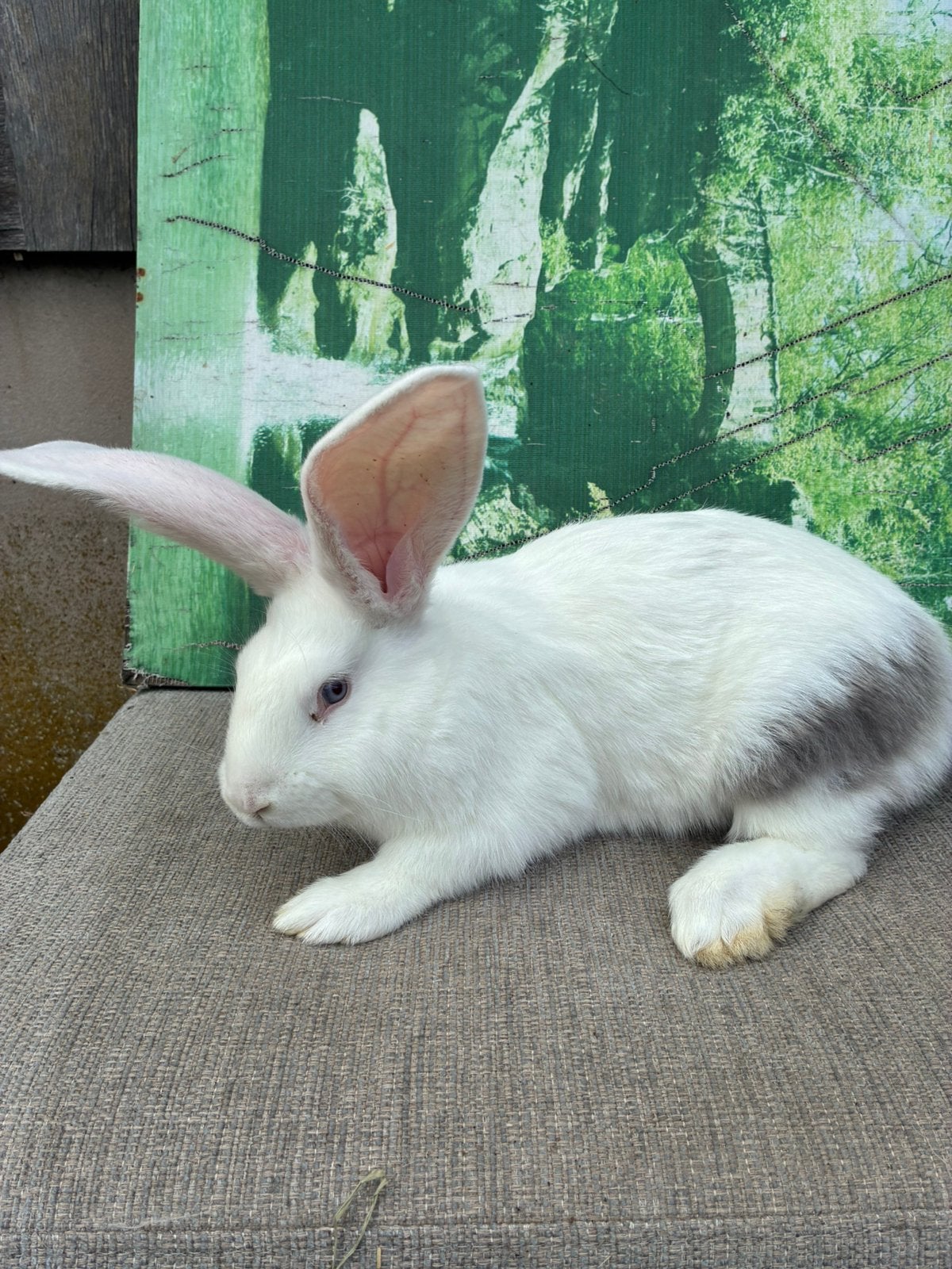 Duitse reus Blue Sable bont blauwe ogen, Dieren en Toebehoren, Mannelijk, Groot, 0 tot 2 jaar