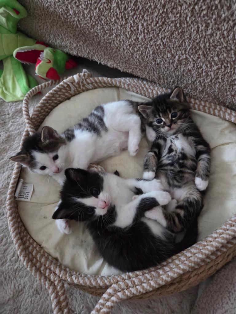 2 katers, Dieren en Toebehoren