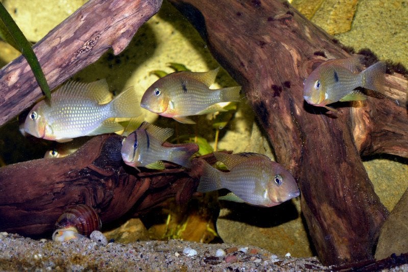Zuid Amerikaanse Cichliden, Dieren en Toebehoren, Vissen | Aquariumvissen, Vis