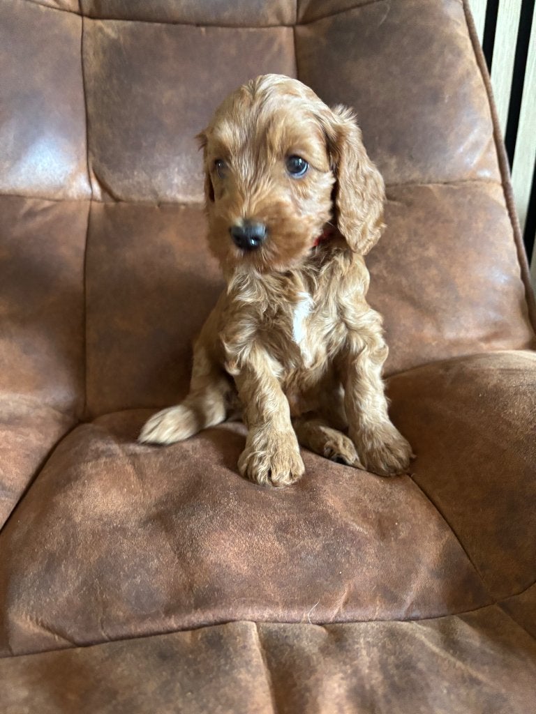 Labradoodle mini, Dieren en Toebehoren, Parvo, Nederland, 8 tot 15 weken, Meerdere
