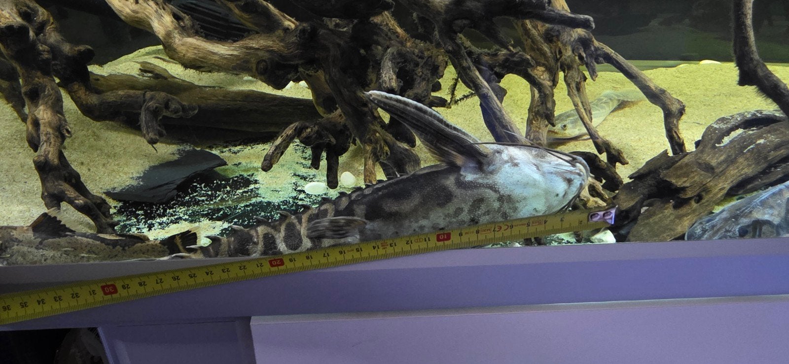 megalodoras irwini catfish, Dieren en Toebehoren