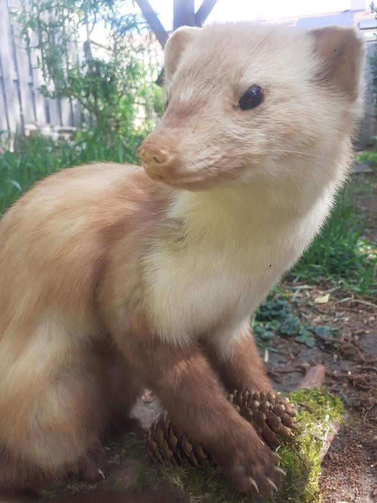 Luxe Taxidermie Steenmarter – Natuurlijke pose,natuurgetrouw, Ophalen of Verzenden, Zo goed als nieuw, Wild dier, Opgezet dier