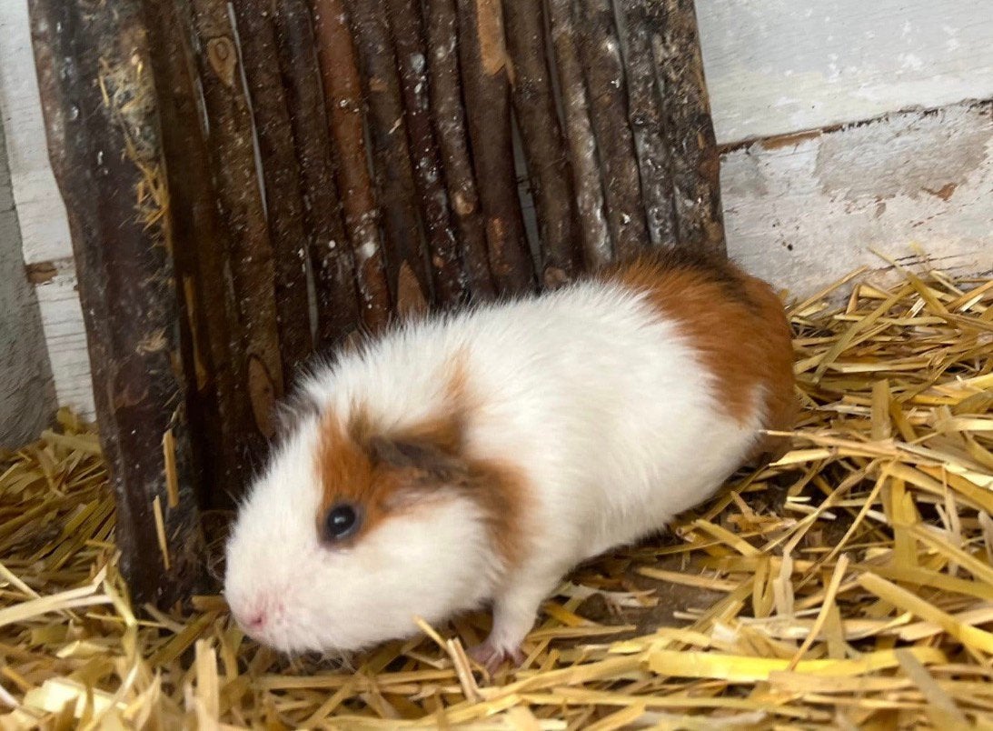 Lief cavia mannetje, Dieren en Toebehoren, Juni, Mannelijk, Cavia
