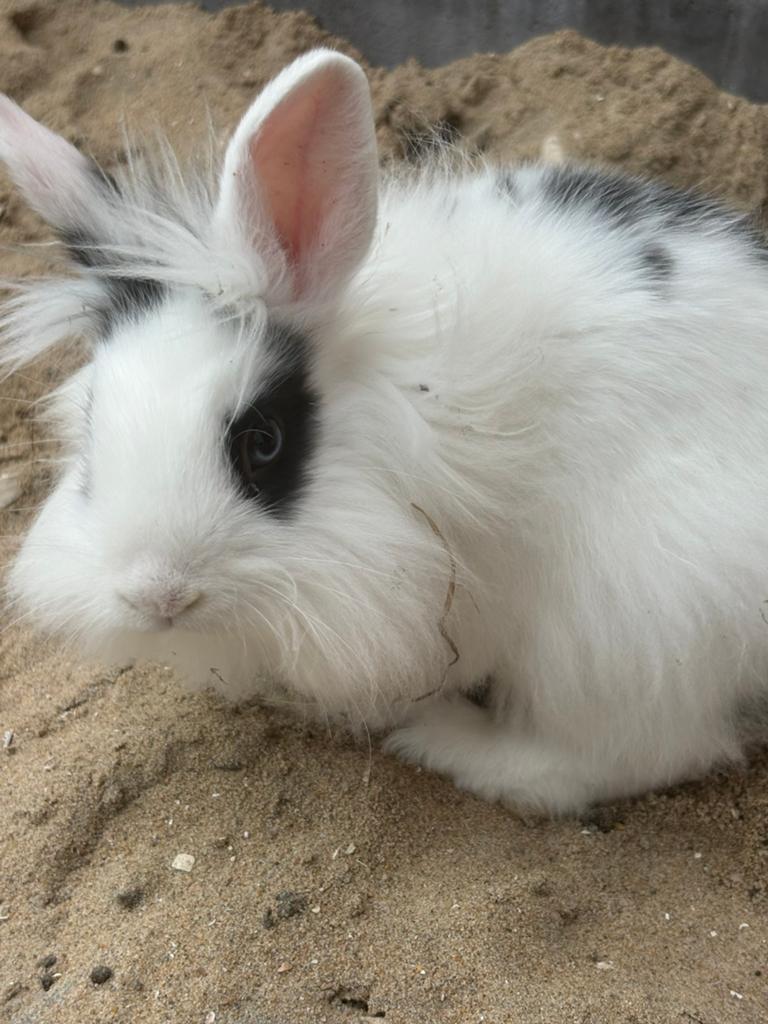 Lieve konijntjes, Dieren en Toebehoren, Konijnen, Geslacht onbekend, 0 tot 2 jaar