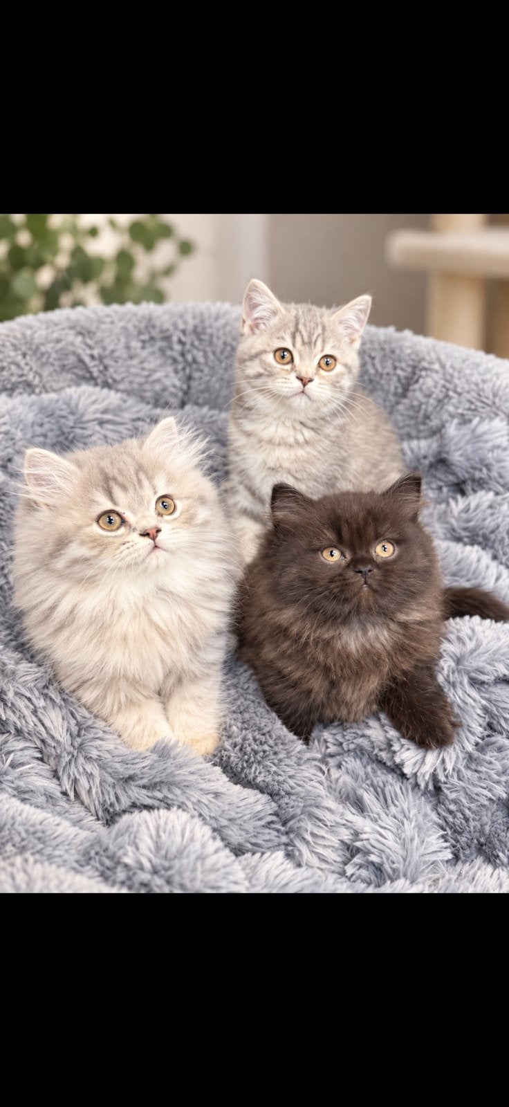 Britse korthaar kittens, Meerdere dieren