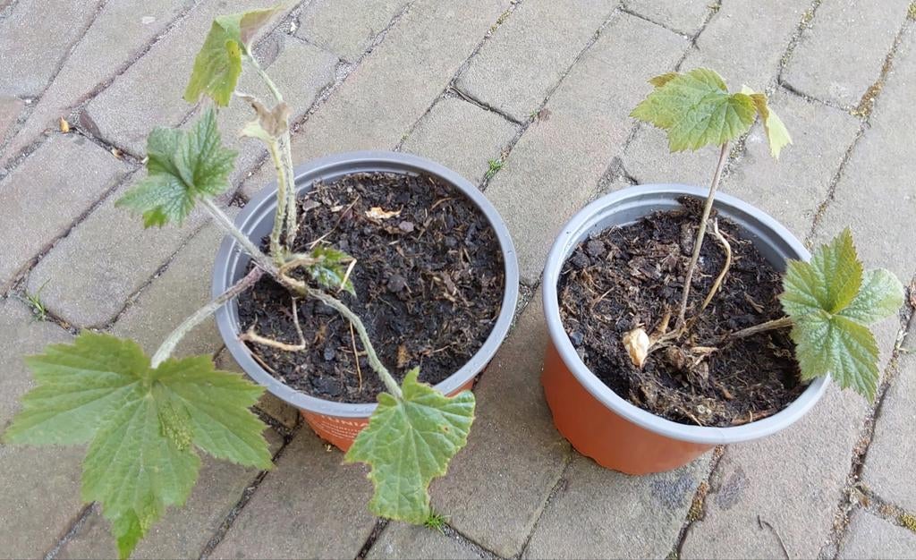 Anemoon, wit, Ophalen, Herfst, Vaste plant