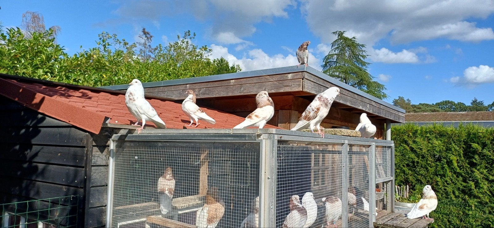 gelderse slenken, Dieren en Toebehoren, Meerdere dieren, Overige soorten