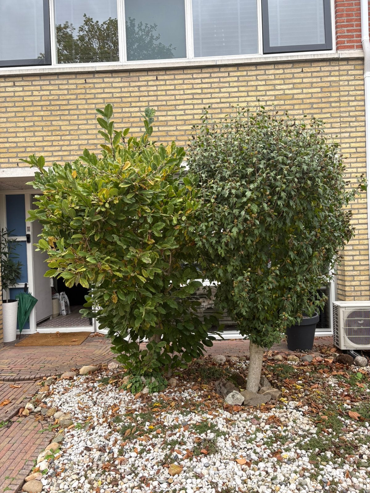 GRATIS magnolia en hibiscus boom, Ophalen, Halfschaduw, Overige soorten, 100 tot 250 cm