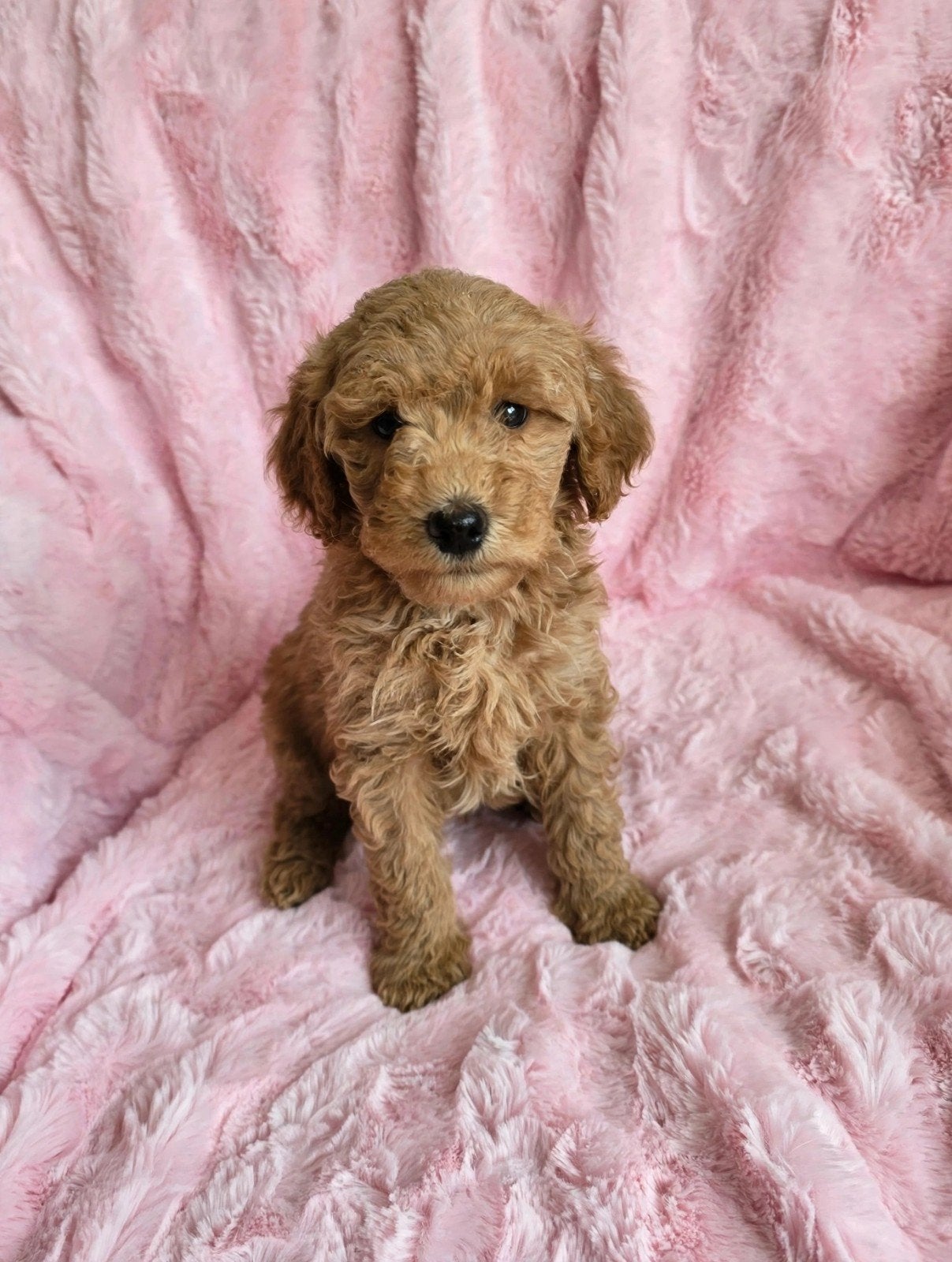 Labradoodle puppie's 🌸 Teefjes 🌸 beschikbaar., Overige rassen, 8 tot 15 weken, Meerdere, Meerdere dieren