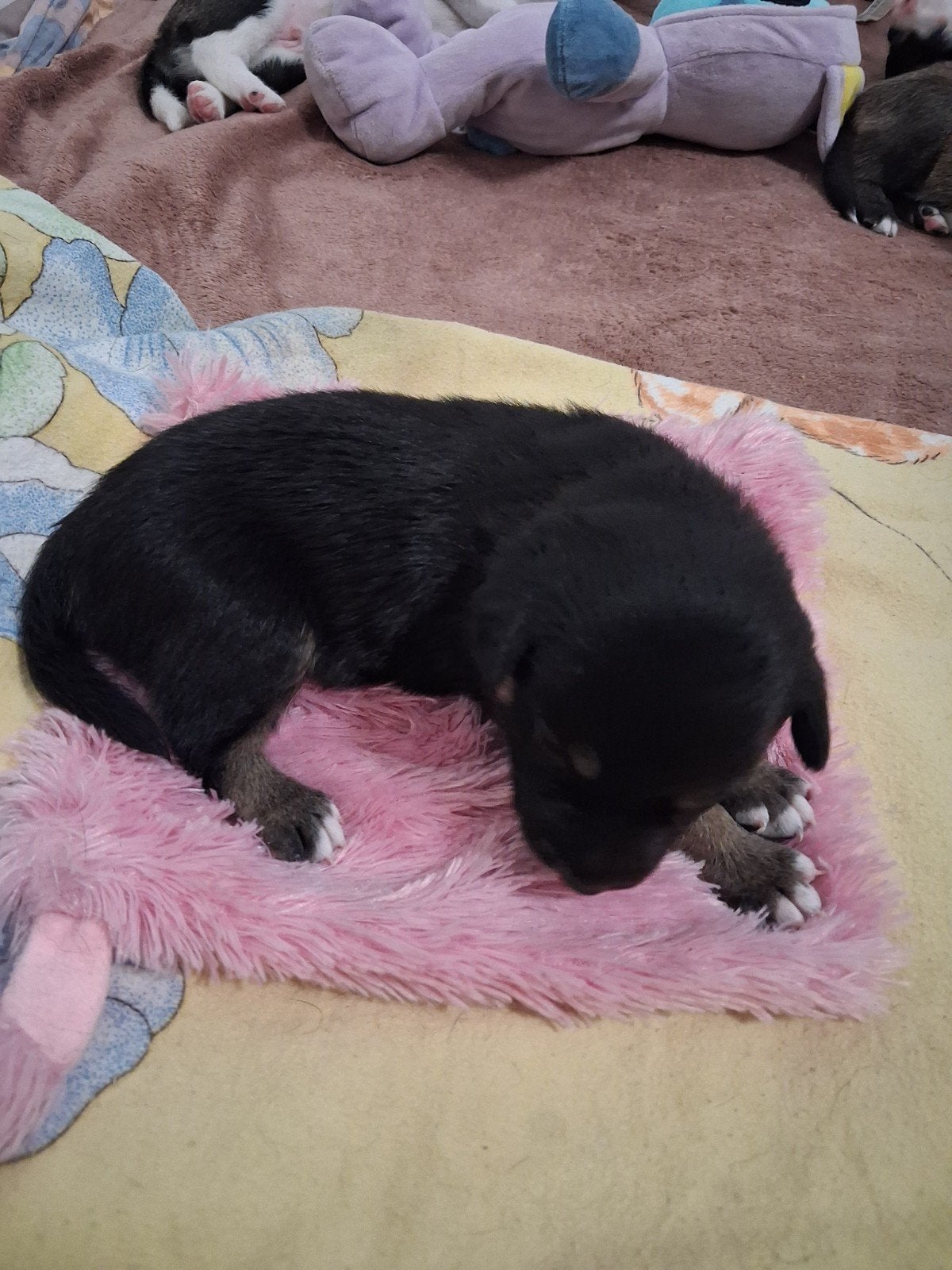 Te koop, Dieren en Toebehoren, 8 tot 15 weken, Meerdere, Meerdere dieren, Middel
