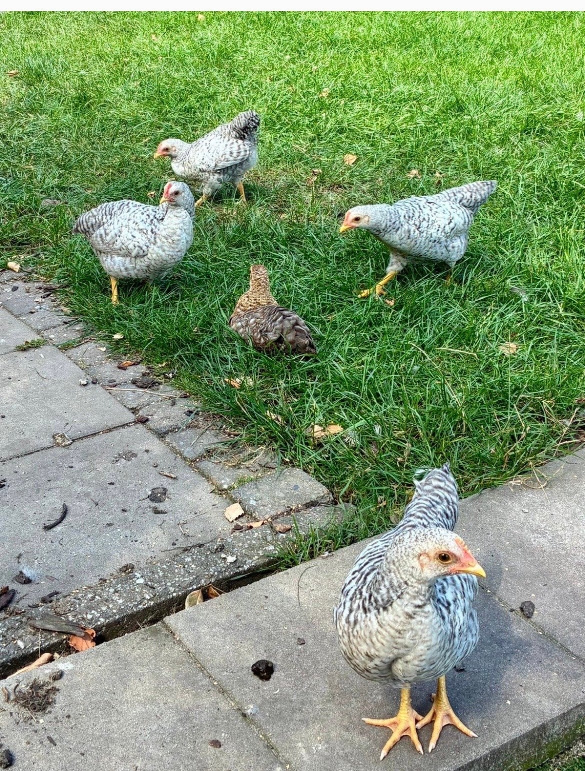 4 Bielefelder Kriel Haantjes
