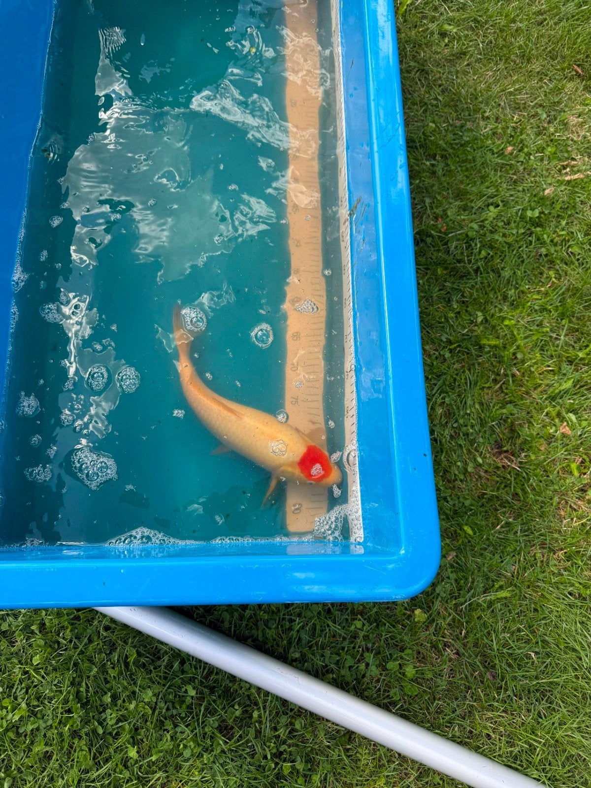tancho koi, Karper of Koi