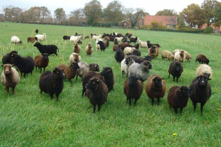 wol van OUESSANT SCHAPEN  DIVERSE KLEUREN, Ophalen of Verzenden, Zo goed als nieuw, Breien of Haken, Wol of Garen