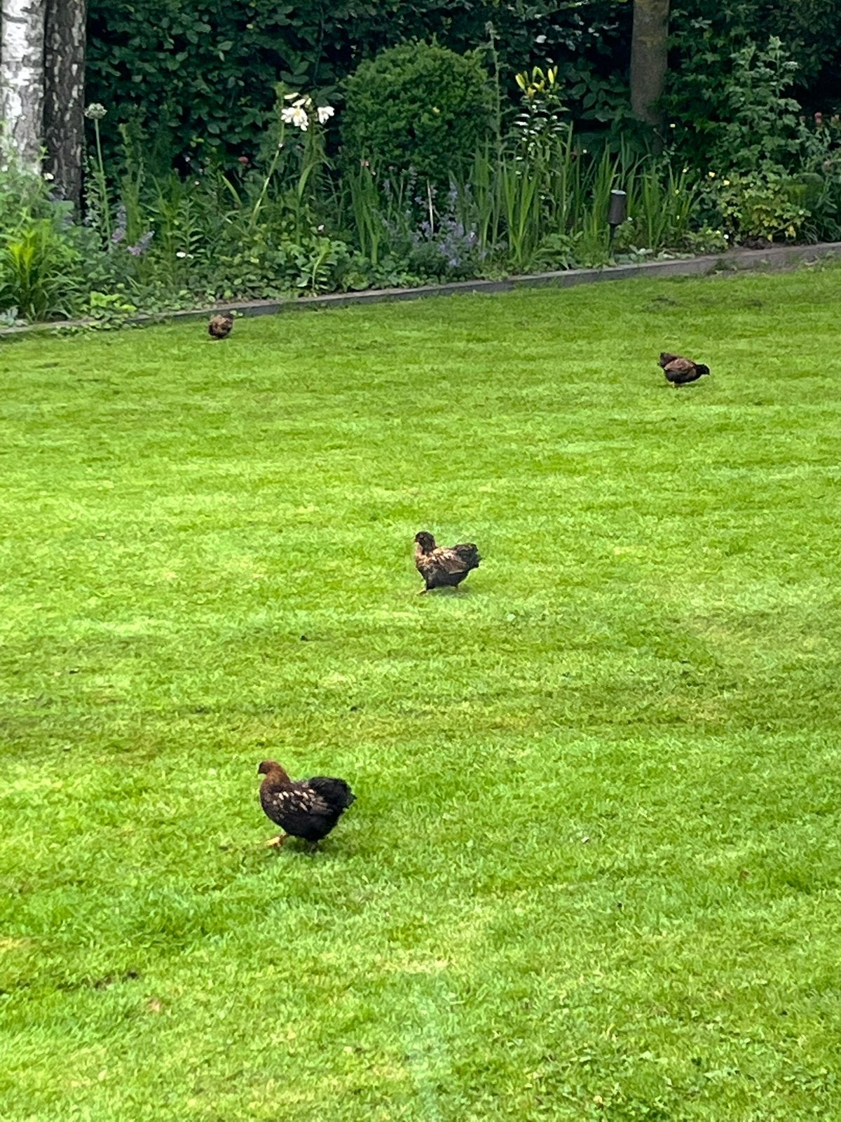 Kuikens gratis, Dieren en Toebehoren, Pluimvee, Geslacht onbekend, Kip